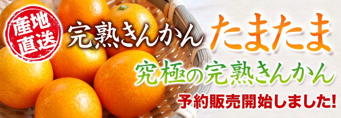 完熟きんかんたまたま